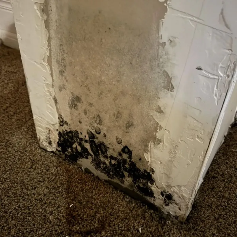 Professional Mold Removal in Flippin, AR